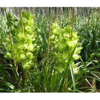 COM BO 2 Củ Giống Hoa Địa Lan Santo Màu xanh