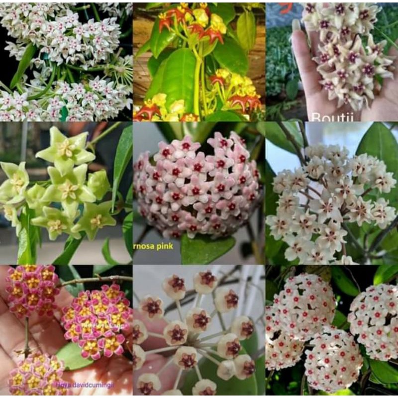 Combo 10 chậu Hoa Cẩm Cù khác nhau 15_40cm giá 120k