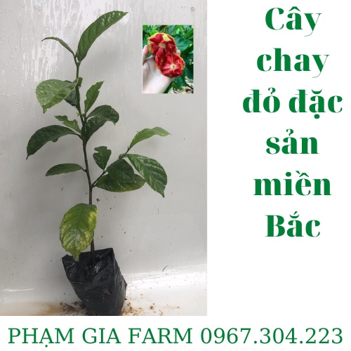 (có video) Cây giống chay đỏ chuẩn đặc sản miền Bắc