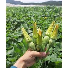 Hạt giống bí siêu nụ  thuộc loại rau củ quả dễ trông giàu dinh dưỡng