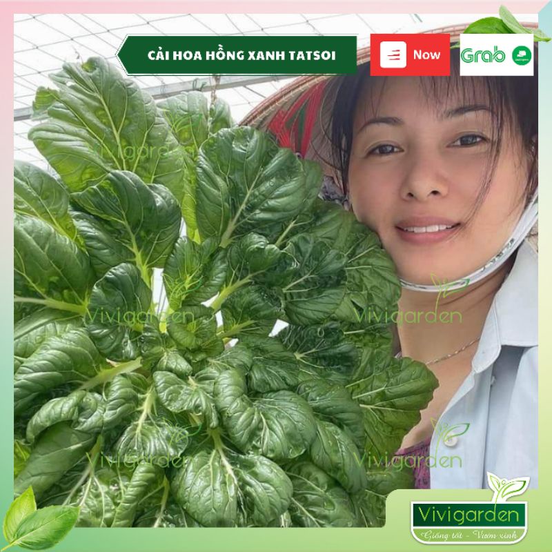 Hũ 1gr (~300 hạt) hạt giống CẢI HOA HỒNG TATSOI MỸ giống hữu cơ Jonny seed vừa đẹp, vừa chịu nhiệt lại siêu dễ trồng