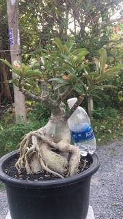 Sứ thái(hoa hồng sa mạc)