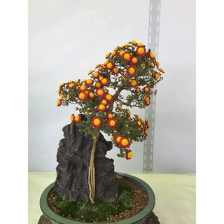 cúc cổ bonsai