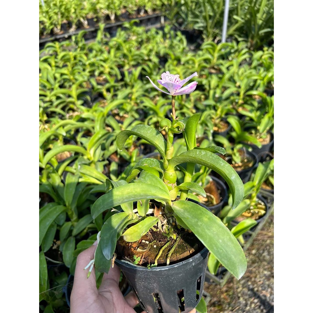 Hoa lan catt lai epi cây trưởng thành