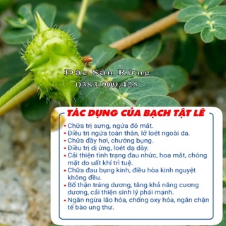 [ 1Kg ] Bạch Tật Lê , ( Bổ Thận Dương ) - Đặc Sản Rừng