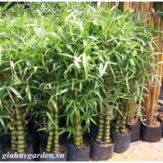 Cây trúc Phật bà