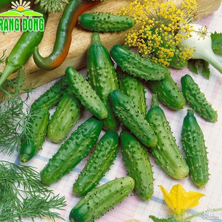 Hạt giống Dưa Leo Bao Tử - Hạt giống dưa chuột bao tử, trái sai, dùng để làm dưa muối  - Hạt giống Rạng Đông