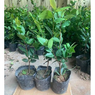 Giống cây chè ta uống nước