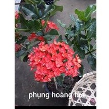 Trang phụng hoàng lửa