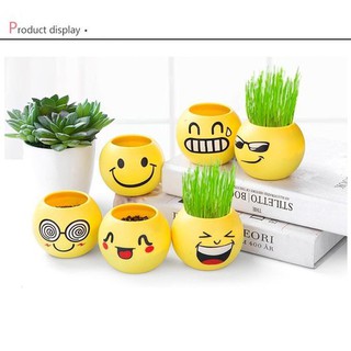 5 chậu trồng cây tặng kèm hạt giống-chậu trồng cây cảm xúc