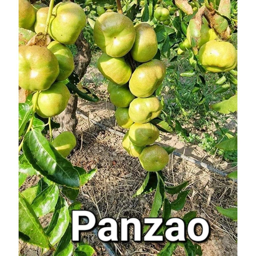 GIỐNG HỒNG TÁO PANZAO