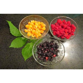 Cây mâm xôi đỏ (phúc bồn tử) giống cao 15 - 20cm