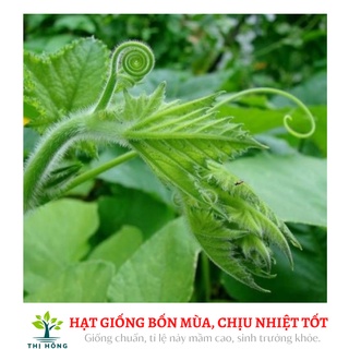 Hạt giống bí ngọn 20g (giống bí siêu ngọn, nhiều ngọn, mập)