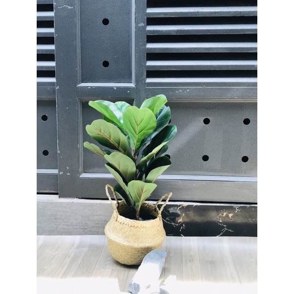 Cây bàng singapore giả 70cm