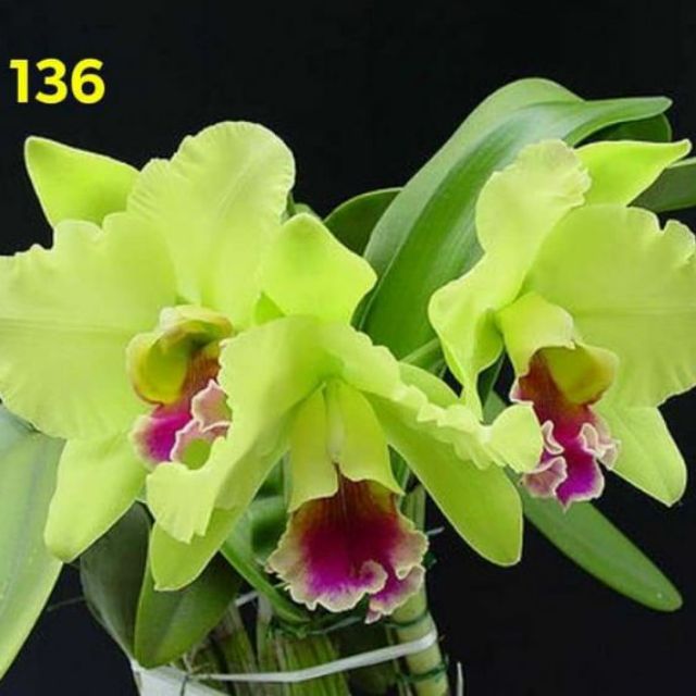 Cattleya cây giống mix màu