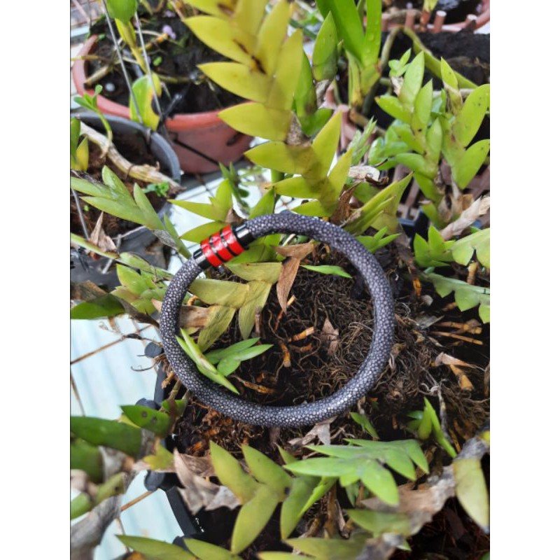 Vòng tay cá đuối