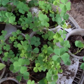 cỏ may mắn(me đất.cỏ 3 lá)