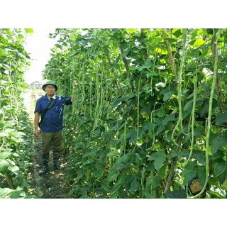 Hạt giống Đậu Đũa Số 9 (VA.009)