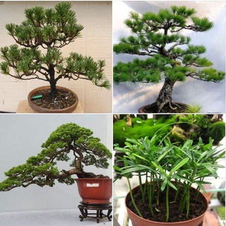 Hạt giống cây tùng la hán bonsai- Gói 10 Hạt