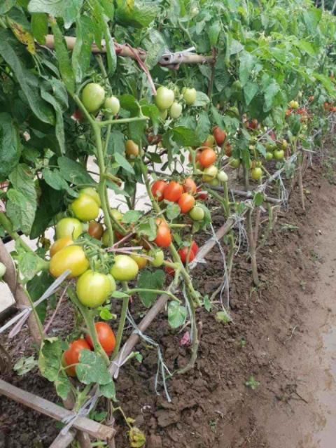 🍅🍅 CÀ CHUA ĐỎ OVAN CHỊU NHIỆT THÁI LAN