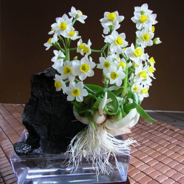 Củ hoa thủy tiên nước