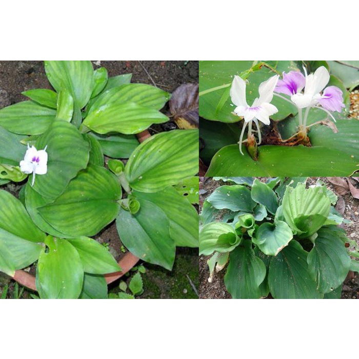 CỦ ĐỊA LIỀN TƯƠI