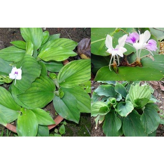 Củ địa liền tươi