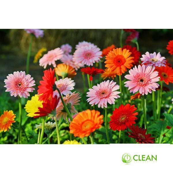 Gói 100 Hạt Giống Hoa Đồng Tiền Kép Lùn - Mix