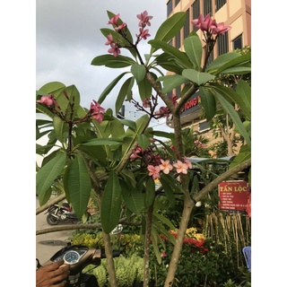 Cây 🌲 Sứ đại hồng ...ấn độ