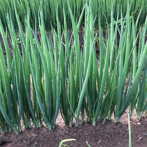 Hạt Giống Cây Hành Lá 1gr