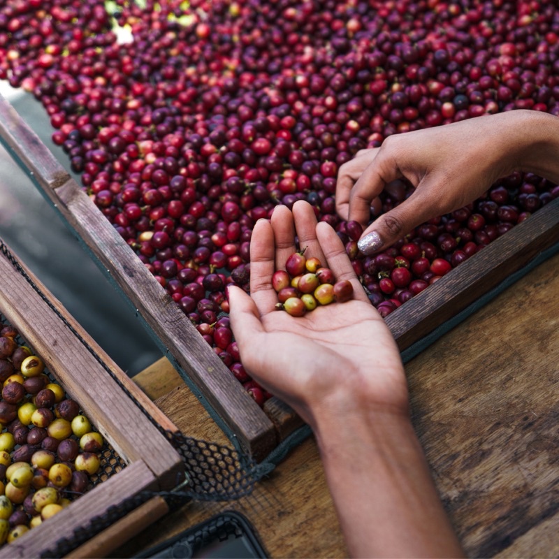 Cà phê nguyên chất Robusta Honey thượng hạng rang mộc - Arabica cầu đất Moka,pha máy pha phin, cafe nguyên chất voi vàng
