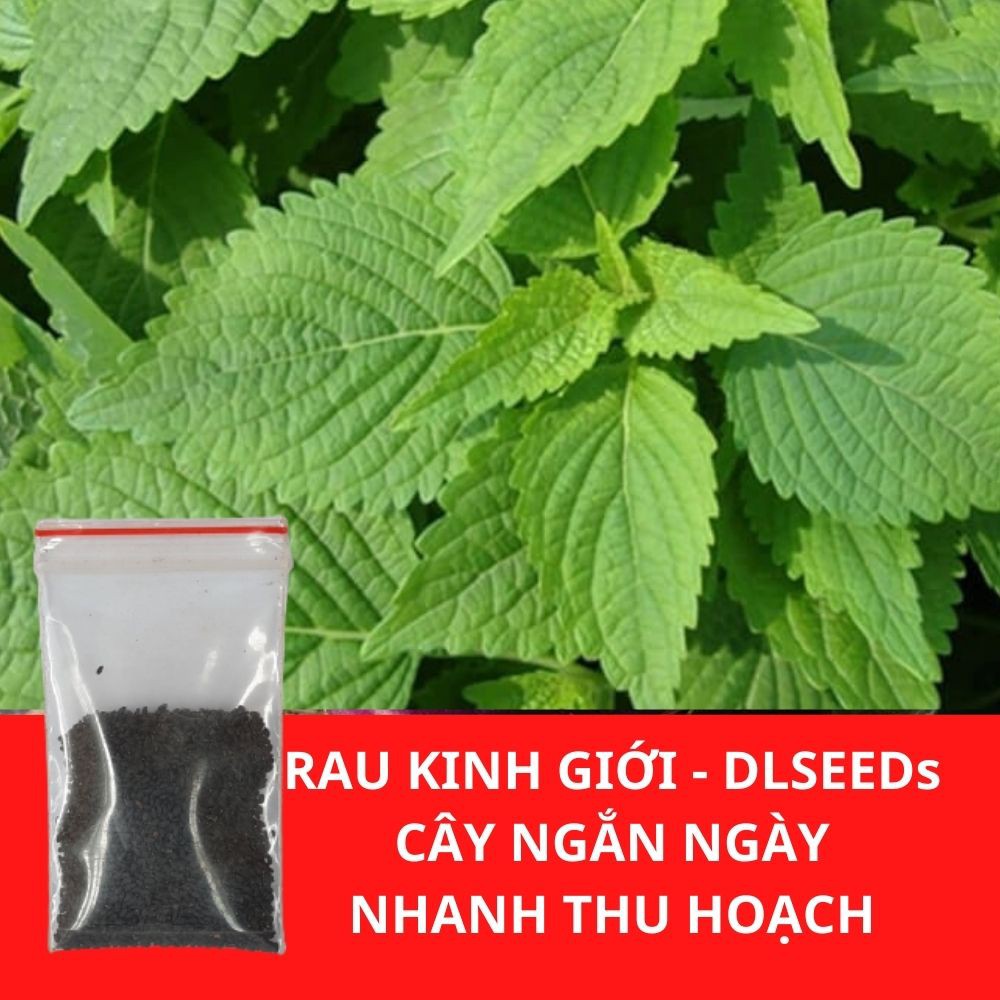 Hạt giống rau gia vị DLSeeds gói 0,1G đến 5G tập hợp các giống rau gia vị, rau thơm dễ trồng