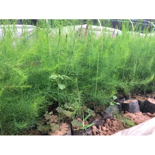 Hạt Giống Măng Tây Xanh  -  - Dinh Dưỡng, Năng Suất Cao