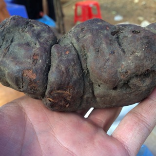 Hà thủ ô đỏ 1kg