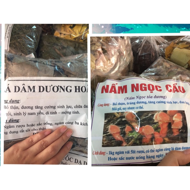 mấm ngọc cẩu ,lá dâm dương hoắc 