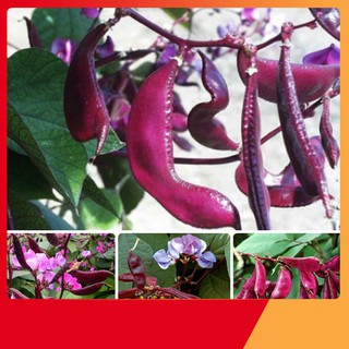 Hạt Giống Đậu Ván Tím