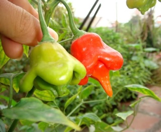 Hạt giống ớt hoa hồng