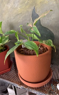 Dĩa lót đất nung D10-12cm-D15cm