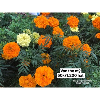 Vạn thọ mỹ 50k 1.200 hạt