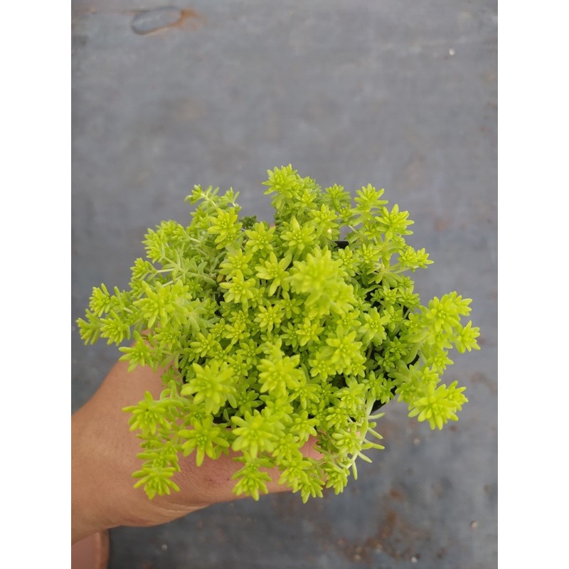 CỎ SEDUM VÀNG ĐÀ LẠT SIZE BÉ, SIÊU KHOẺ ĐẸP, THUẦN MỌI KHÍ HẬU, HƯ 1 ĐỔI 1