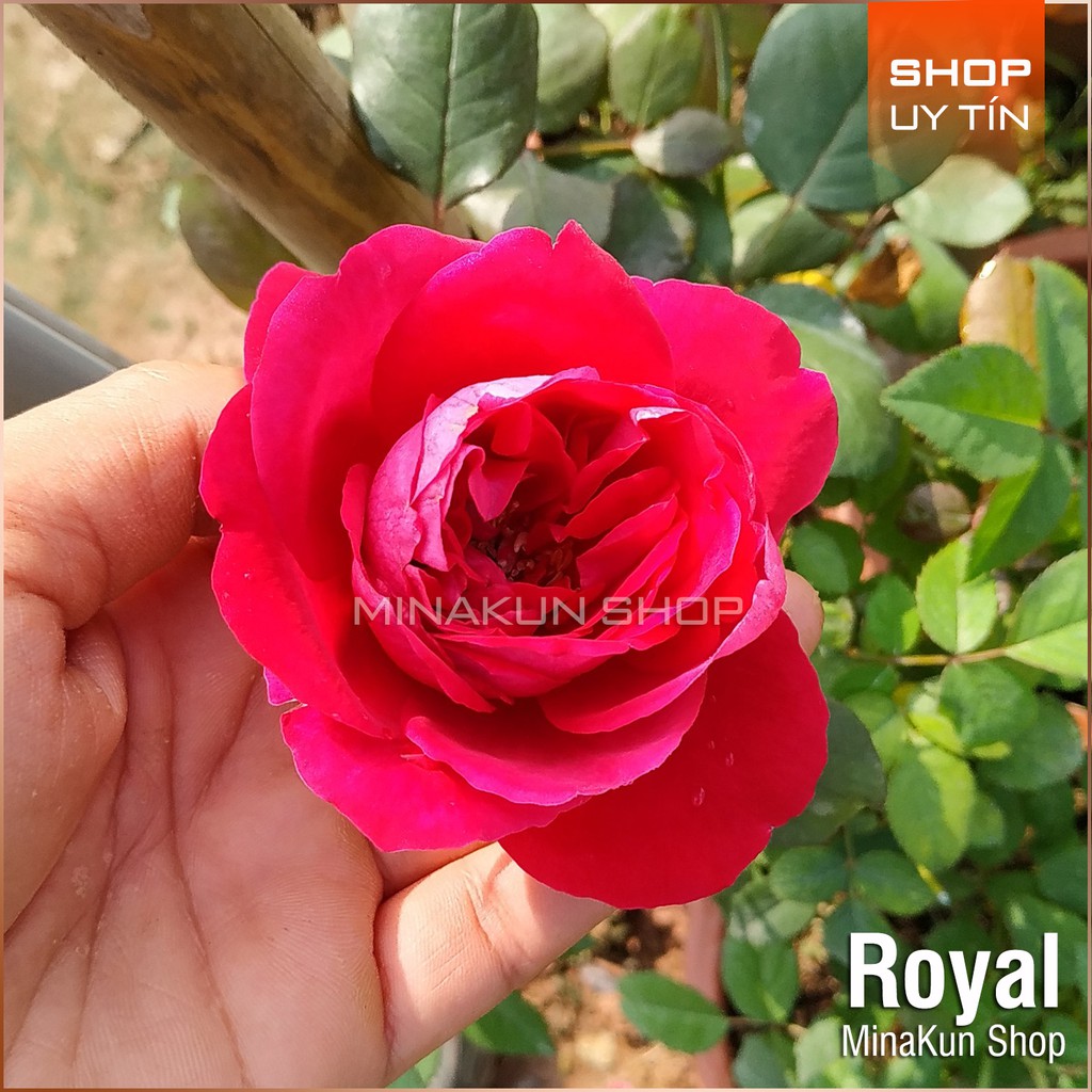 Hoa hồng ngoại Royal siêu thơm tại MinaKun Shop