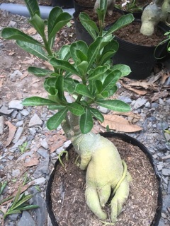 Hoa sứ tím