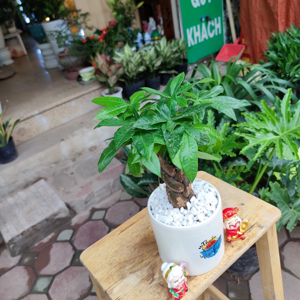 Kim ngân xoắn để bàn kèm chậu sứ trắng ,cây hút lộc phát tài phong thủy để bàn cao 30-35cm( XOẮN TO ĐỂ BÀN )