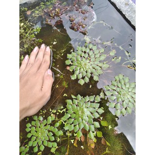 Cây ấu thái thủy sinh-trang trí bể cá- 1 nhánh