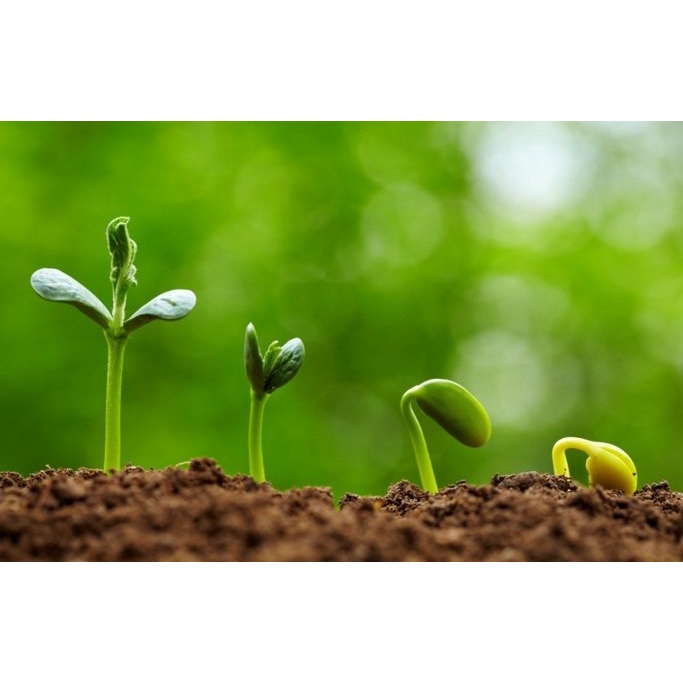 Phân bón lá vi lượng Hợp Trí Bortrac 500ml Đậu Trái - Chống Rụng Hoa và Trái Non