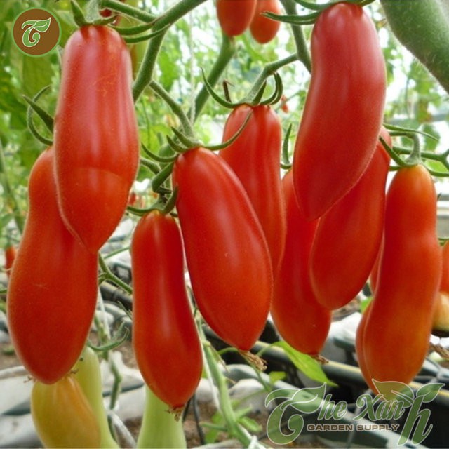 Combo Gói Hạt Giống Rau