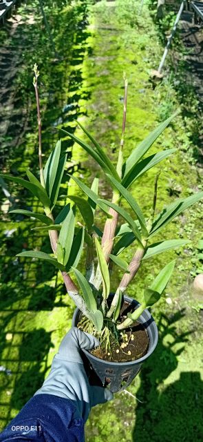 Denro mini Yaya mặt cười