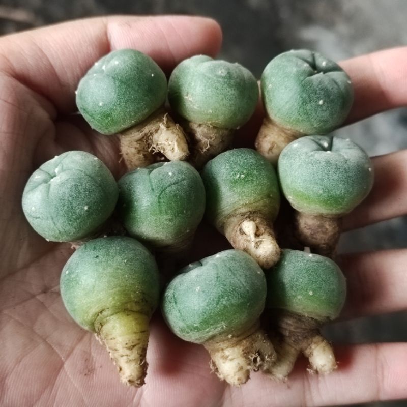 Combo Xương rồng Lophophora Williamsii 3c - Size 1-1.5cm - Hàng hạt rễ củ