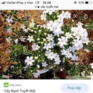 Cây bạch tuyết mai