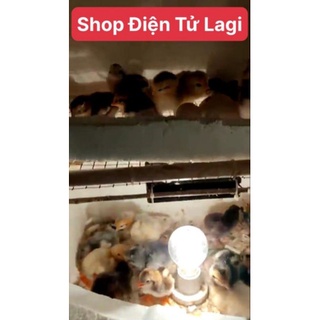 Combo chế máy ấp trứng đã lắp sẵn